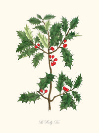 The Holly Tree - Le Houx