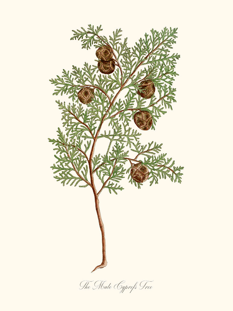 The Mate Cyprefs Tree - Le Cyprès ou Cupressus