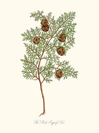 Limonaire, Lemon Tree