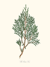 Limonaire, Lemon Tree