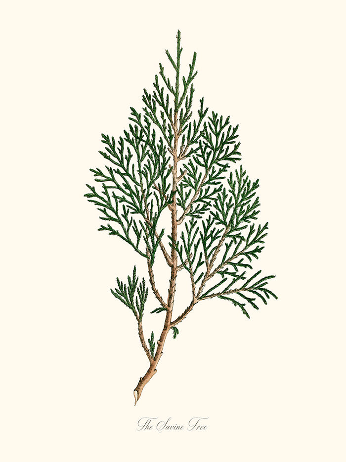 The Savine Tree