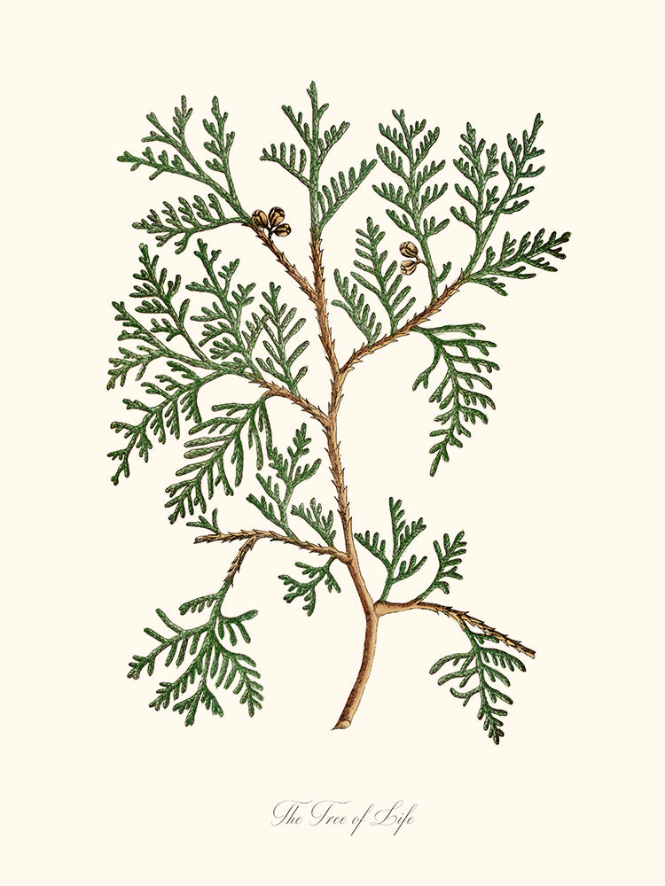The Tree of Life - L'arbre de vie ou Thuya
