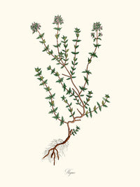 Thyme - Thym