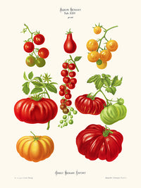 Tomates  - Ernst Benary