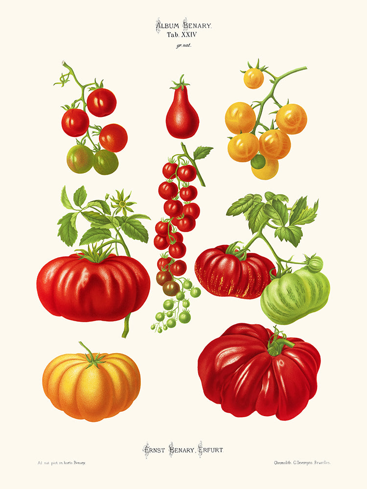 Tomates  - Ernst Benary