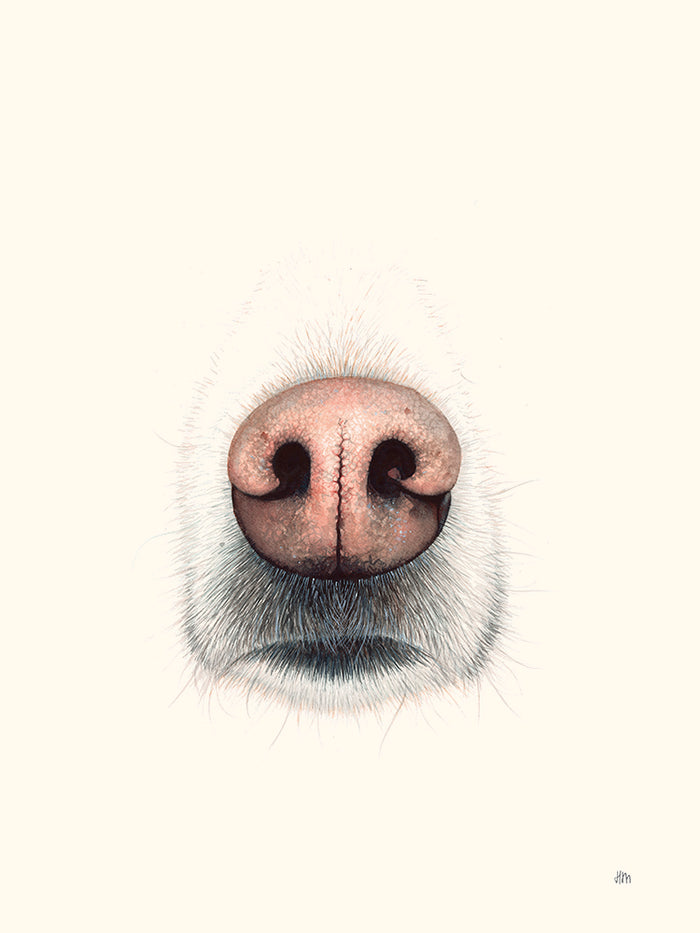 Truffe par Hélène Monfort