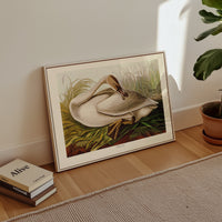 Trumpeter Swan