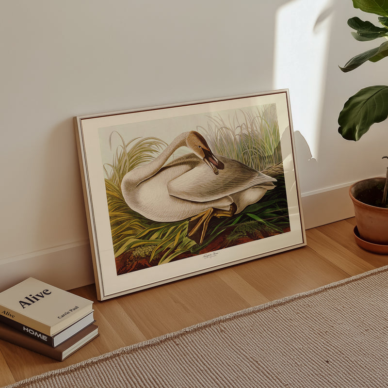 Trumpeter Swan