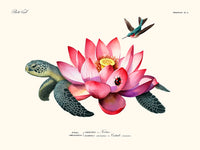 Turttle flower de Béto Val