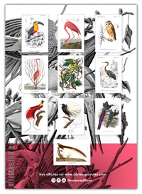 Collection "Les Oiseaux" - 10 CP
