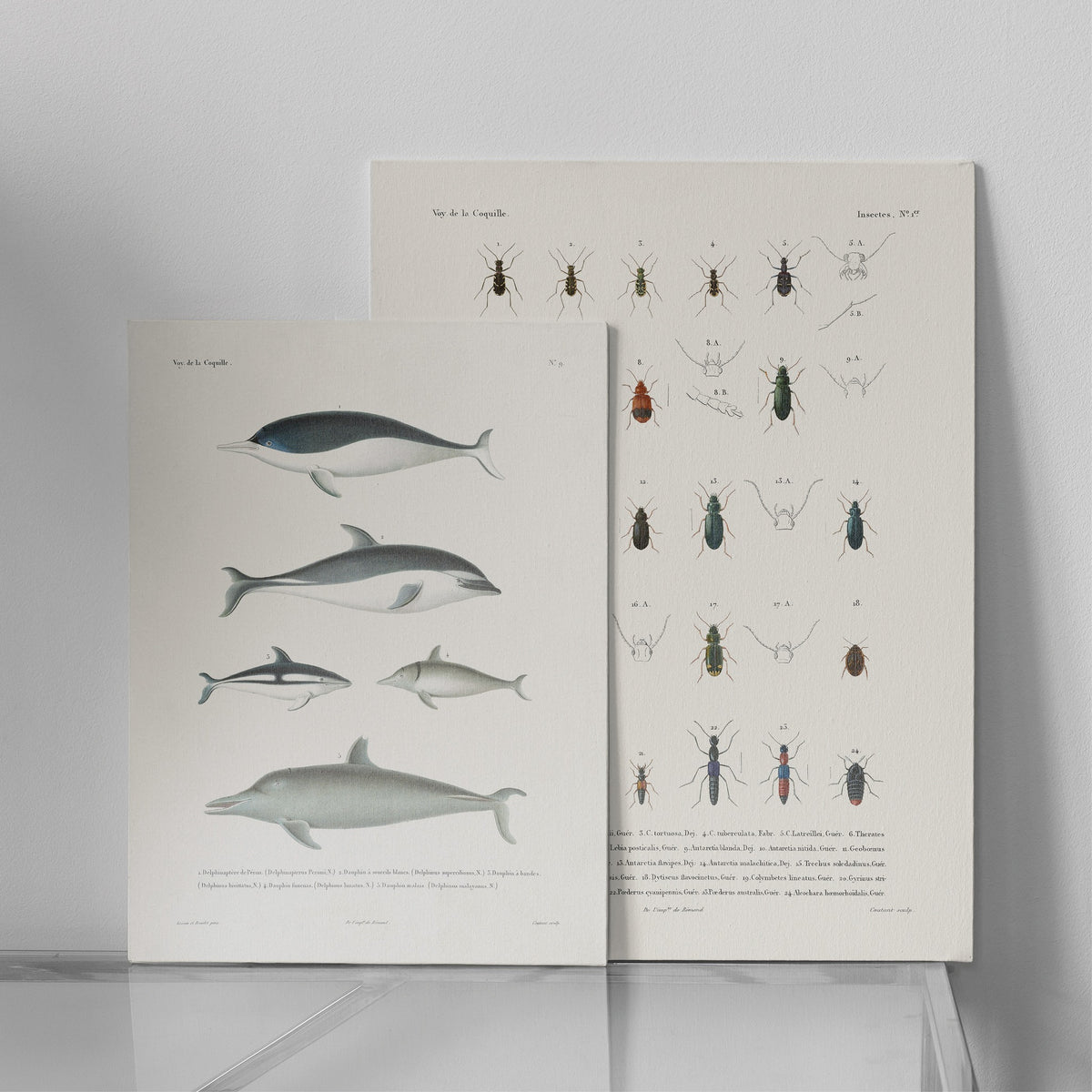 Dauphins - La Coquille