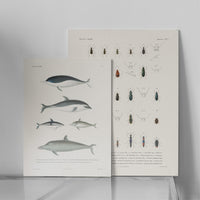 Dauphins - La Coquille