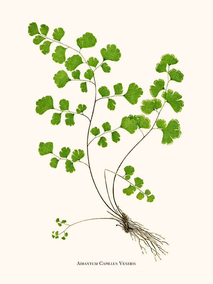 Adiantum Capillus Veneris