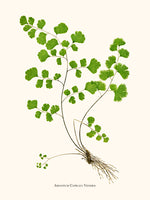 Adiantum Capillus Veneris