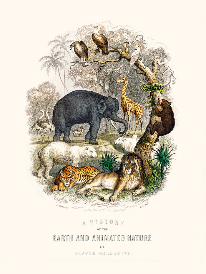 A history of earth and animated nature