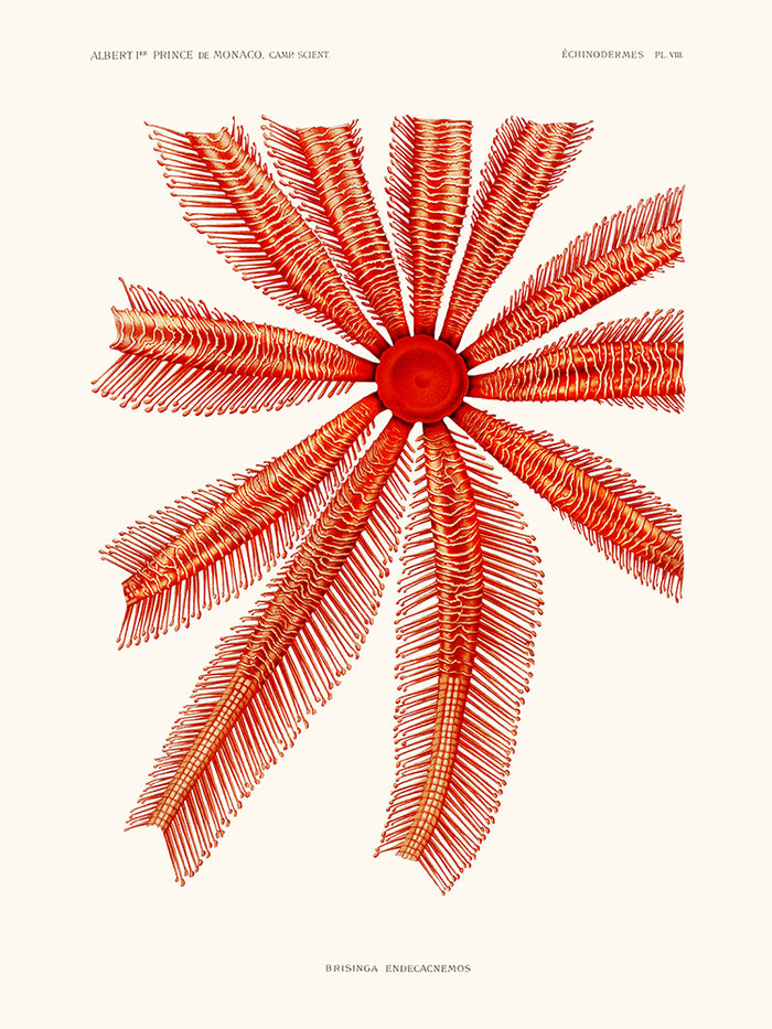 Echinodermes Brisinga Endecacnemos