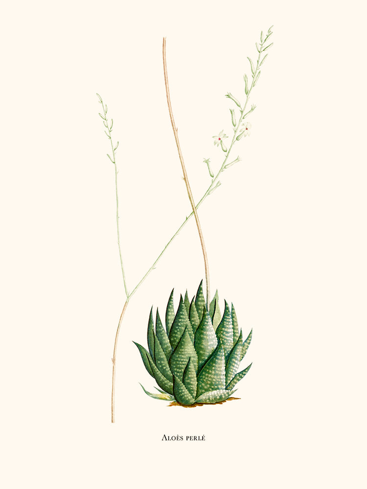 Aloe perlado