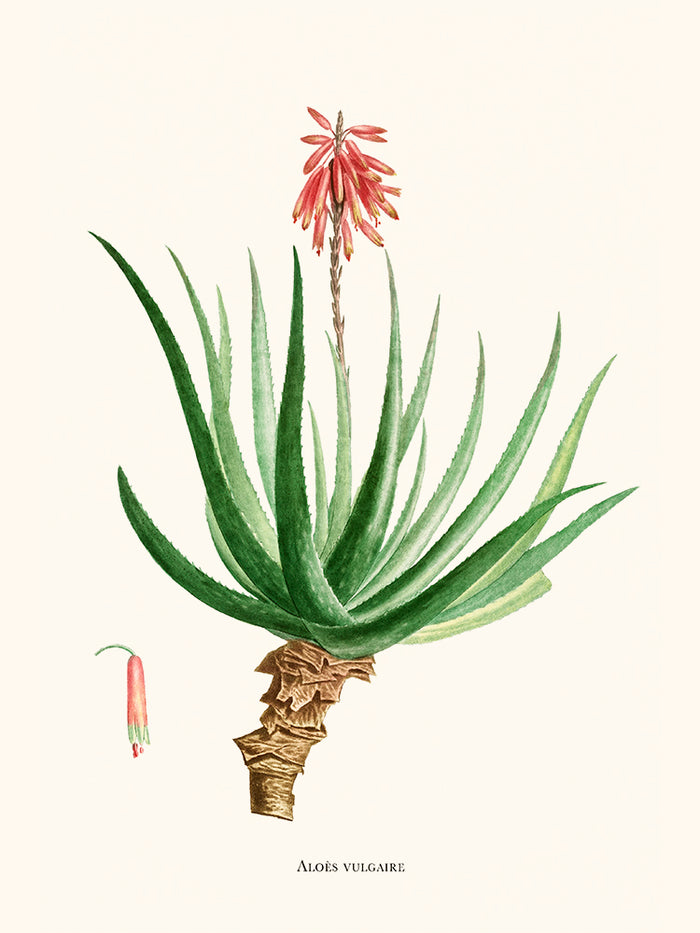 Aloe Soccotrina