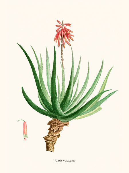 Aloe Soccotrina