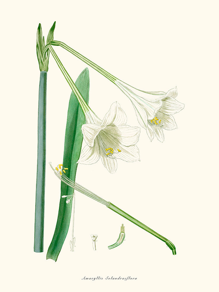 Amaryllis Solandraeflora