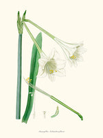 Amaryllis Solandraeflora