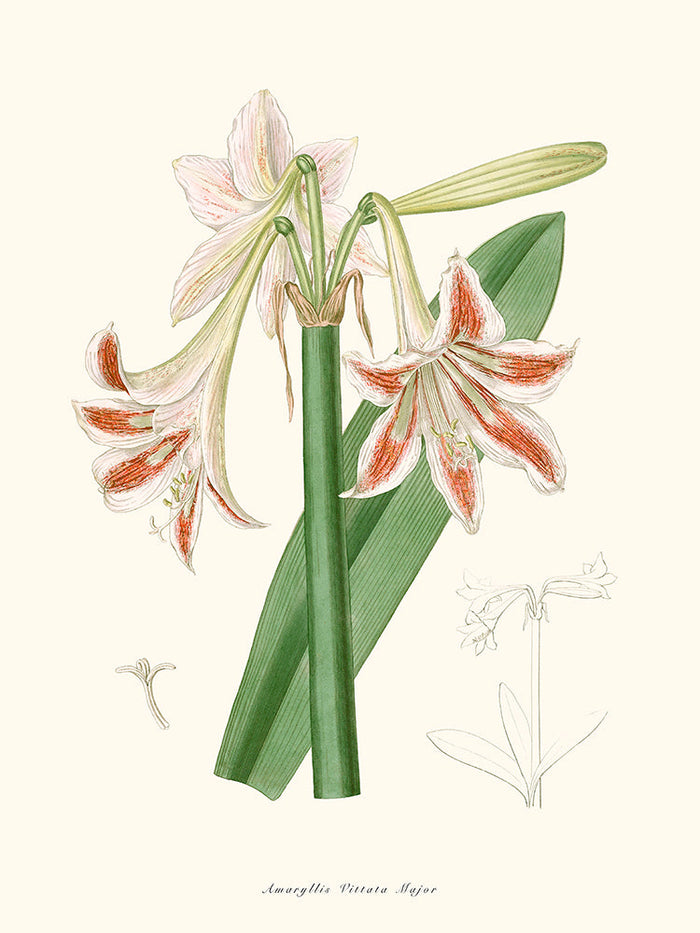 Amaryllis Vittata Major