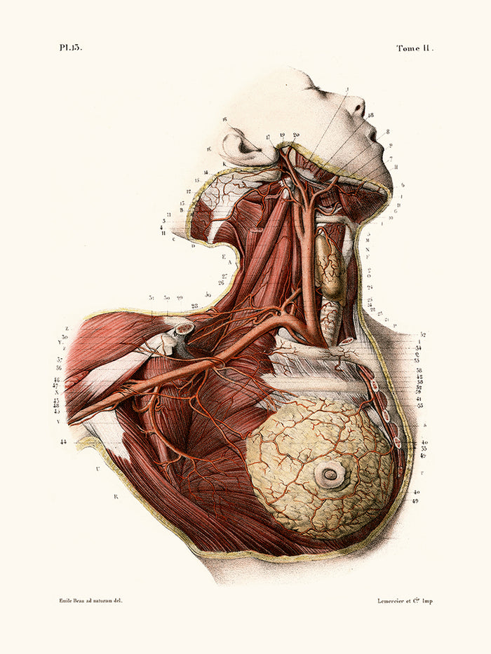 Anatomie Pl13 Buste de femme