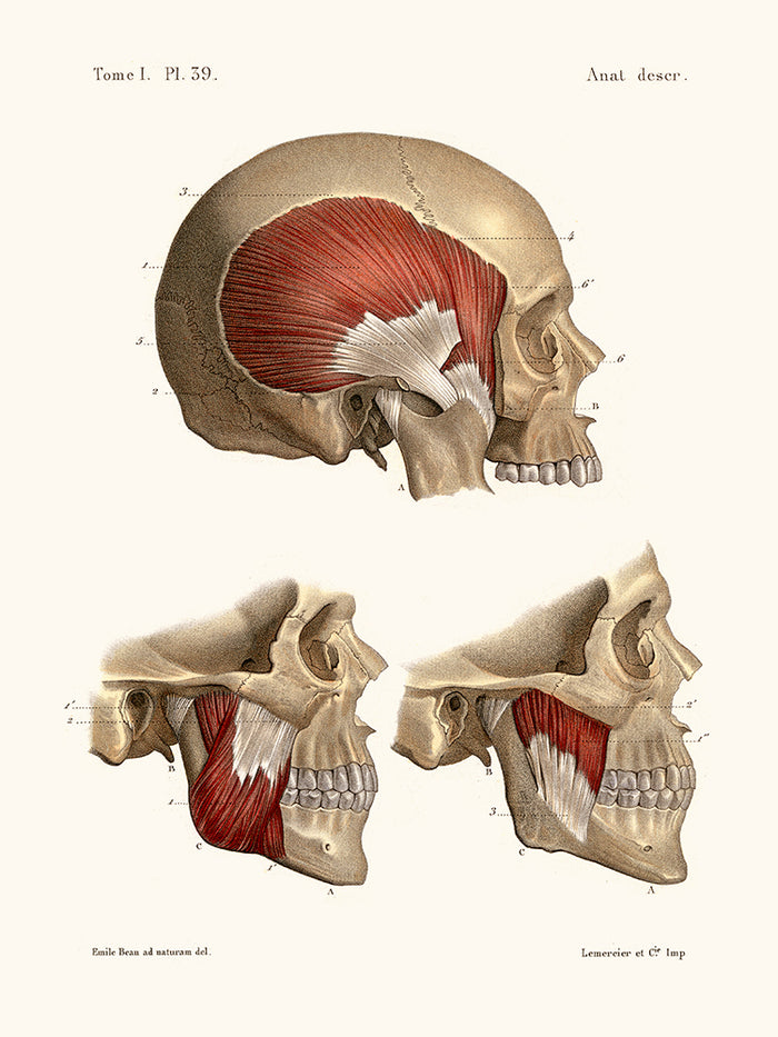 Anatomy Pl39 Crane and its muscles