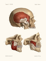 Anatomie Pl39 Crane et ses muscles