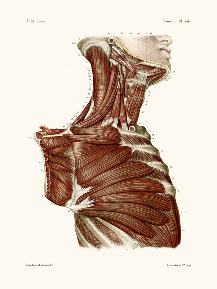 Anatomie Pl44 Buste d'homme