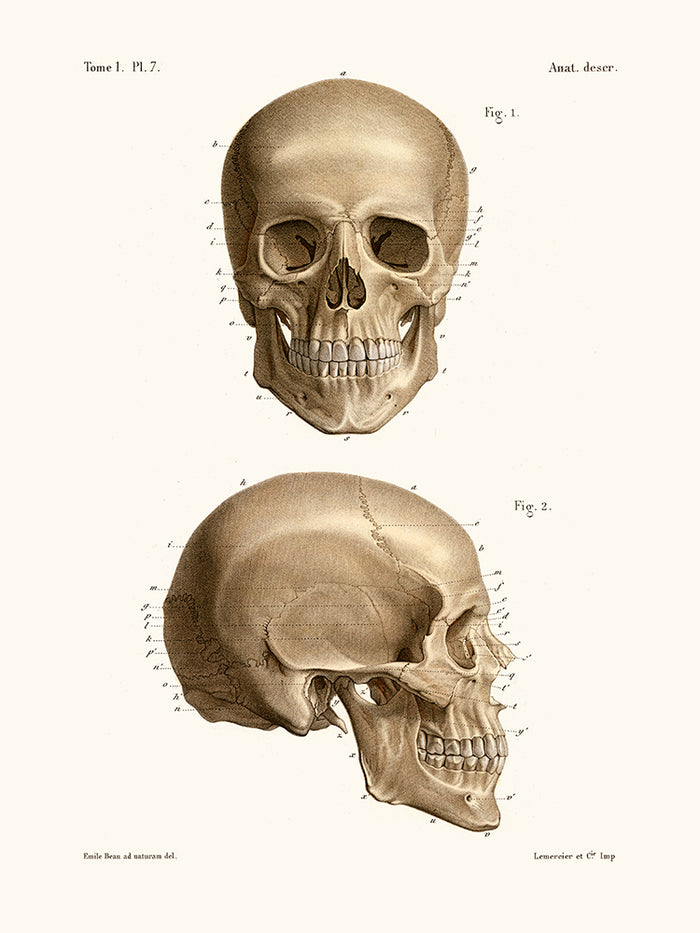 Anatomía Pl7 Cráneo