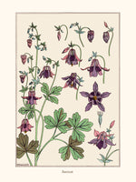 M.P Verneuil, Ancolie