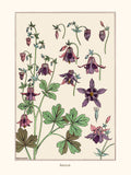 M.P Verneuil, Ancolie