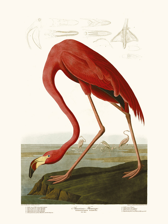 American Flamingo