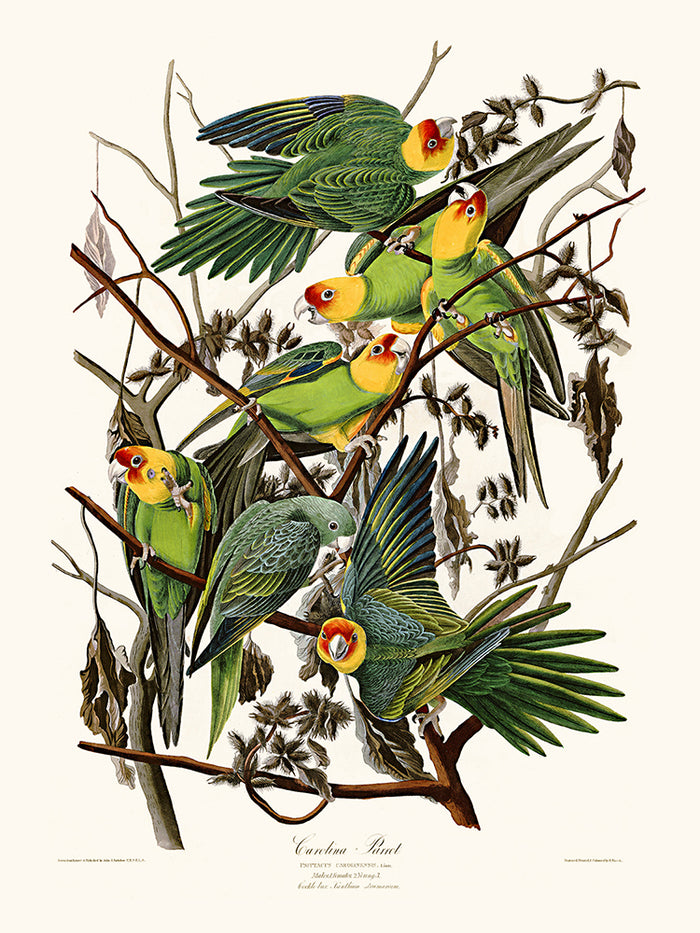 Carolina Parrot