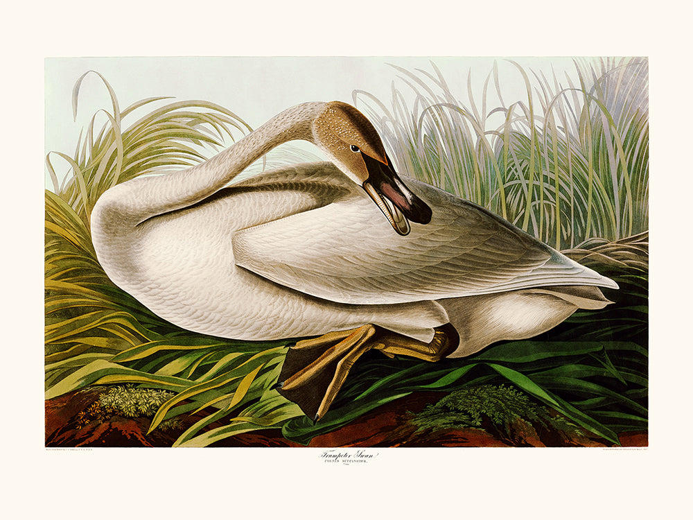 Trumpeter Swan