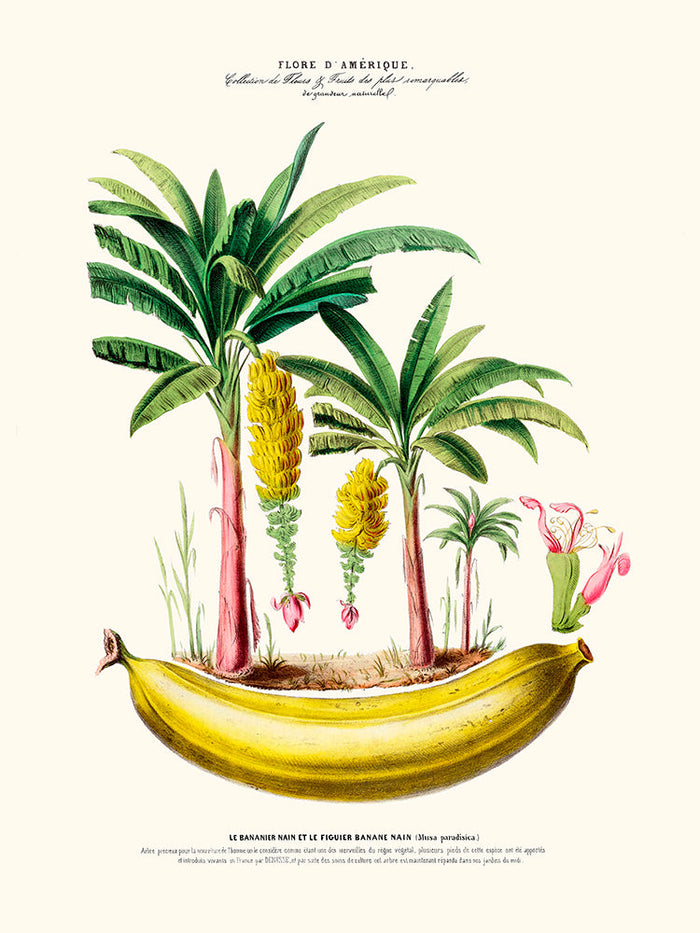 Le bananier nain - Flore d'Amérique