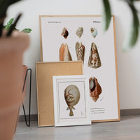 Mollusques Pl23