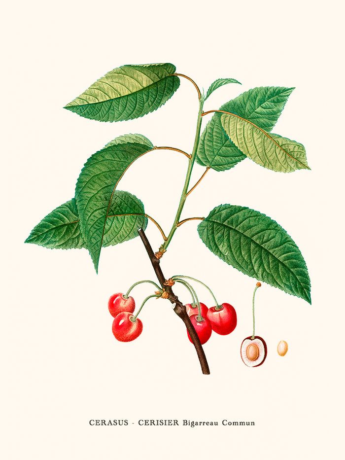 Cherry tree