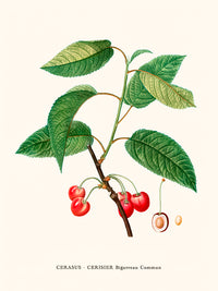 Cerisier