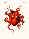 Copie de Cephalopode Polypus Levis Hoyle
