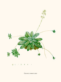Crassule Orbiculaire
