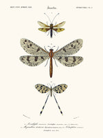 Ascalaphe
