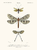 Ascalaphe