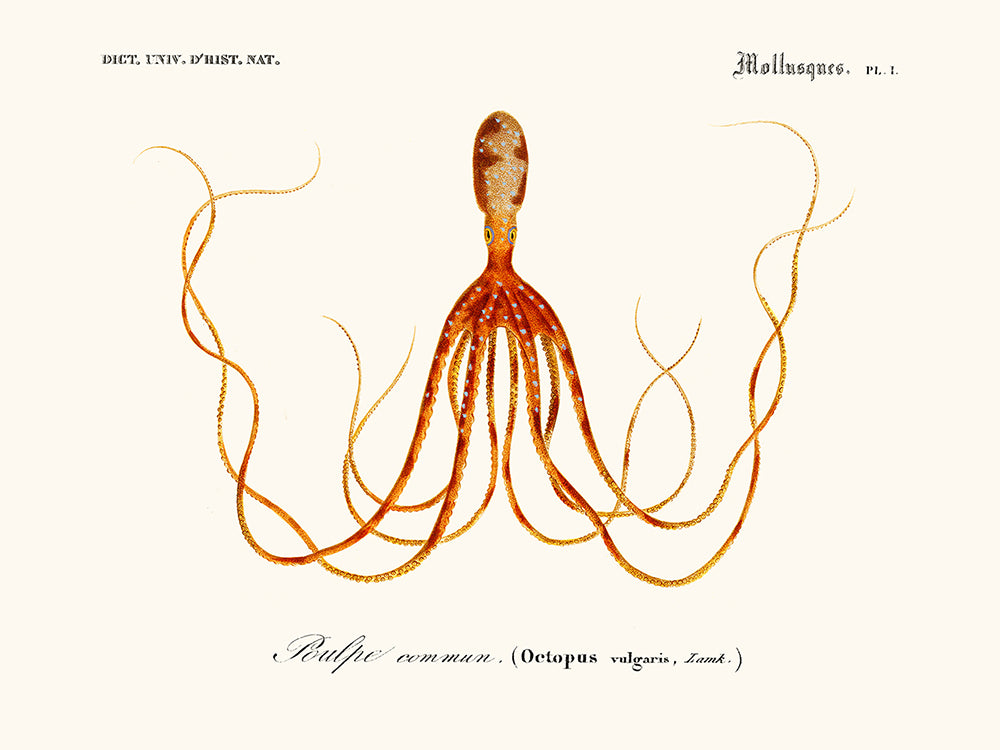 Cephalopode