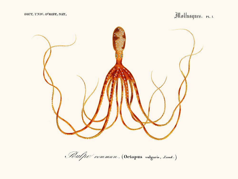 cefalópodo
