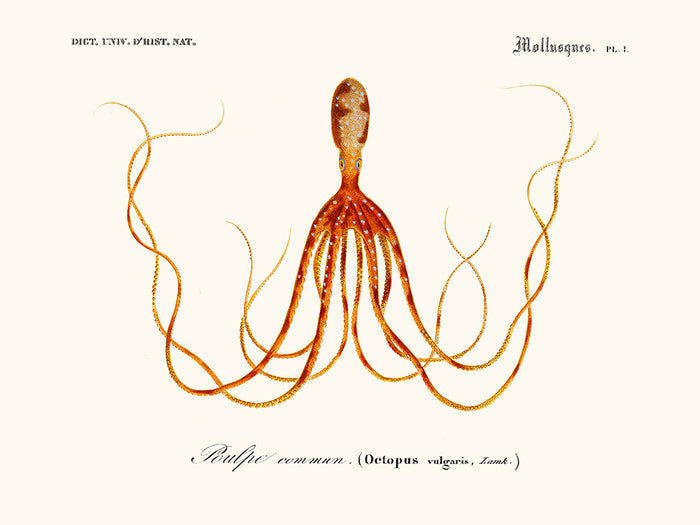 Cephalopod