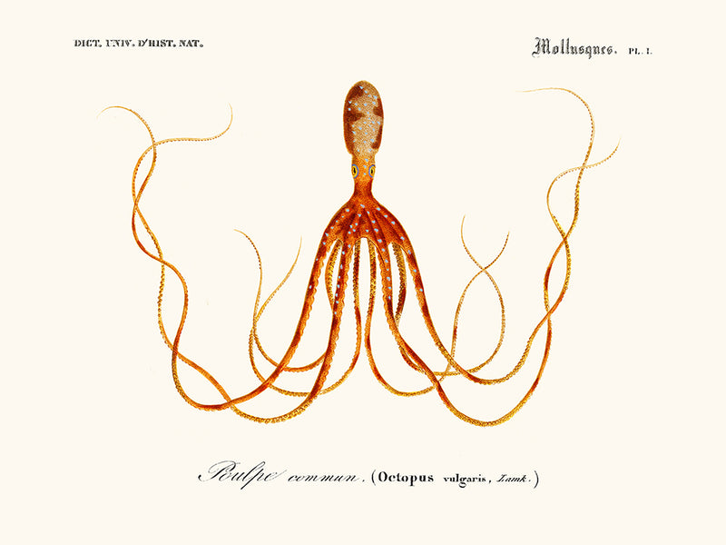 cefalópodo