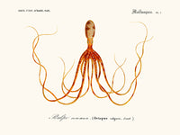 Cephalopod
