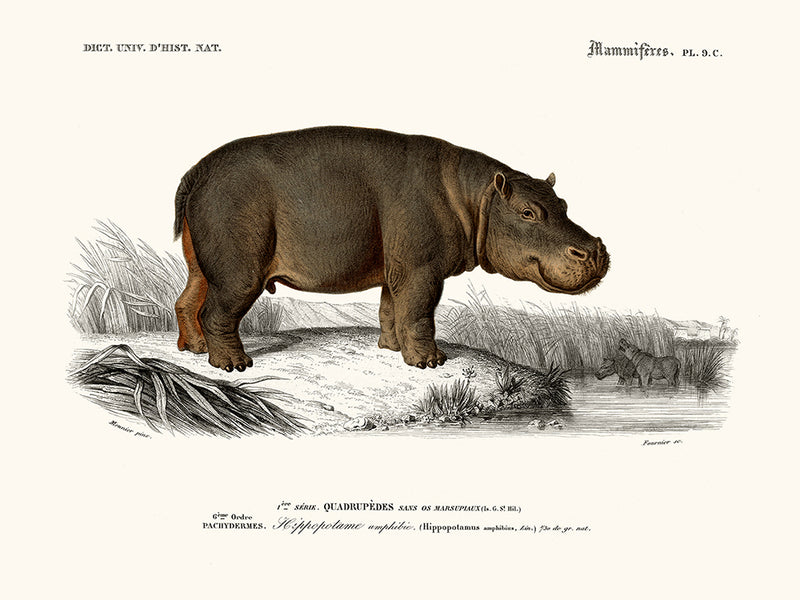 Hippopotame